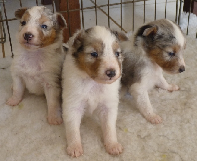 Of blue tails - Photos des chiots à 3 semaines 1/2 !