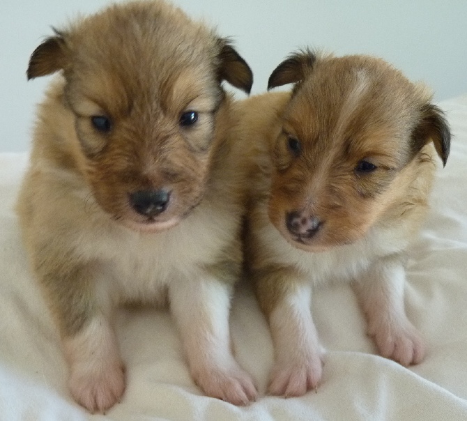 Of blue tails - Photos des chiots mâles de Joyce x Dylan à 3 semaines