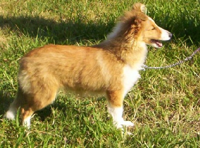 Of blue tails - CHIOT MALE SABLE A VENDRE