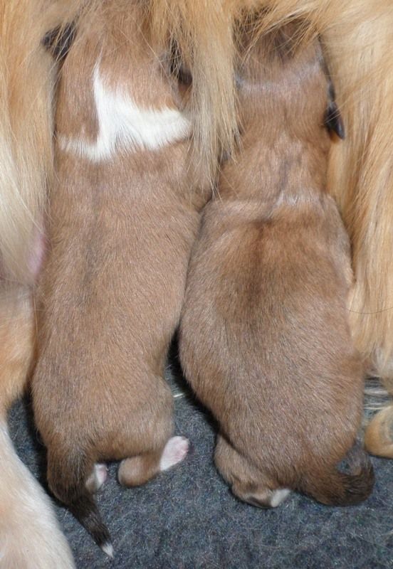 Of blue tails - Deux adorables bébés fauves (un mâle et une femelle) !