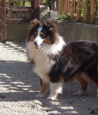 Of blue tails - Chiot mâle tricolore à DONNER