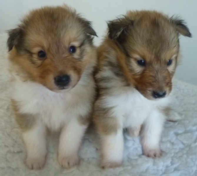 Of blue tails - Les chiots de Dylan x Bridget ont 5 semaines !