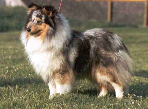 CH. Look at me Of blue tails