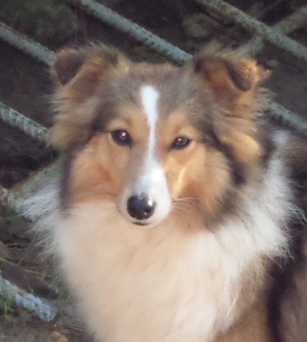 Miss money penny Of blue tails