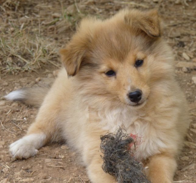 Of blue tails - Tous les chiots ont trouvé leur famille !