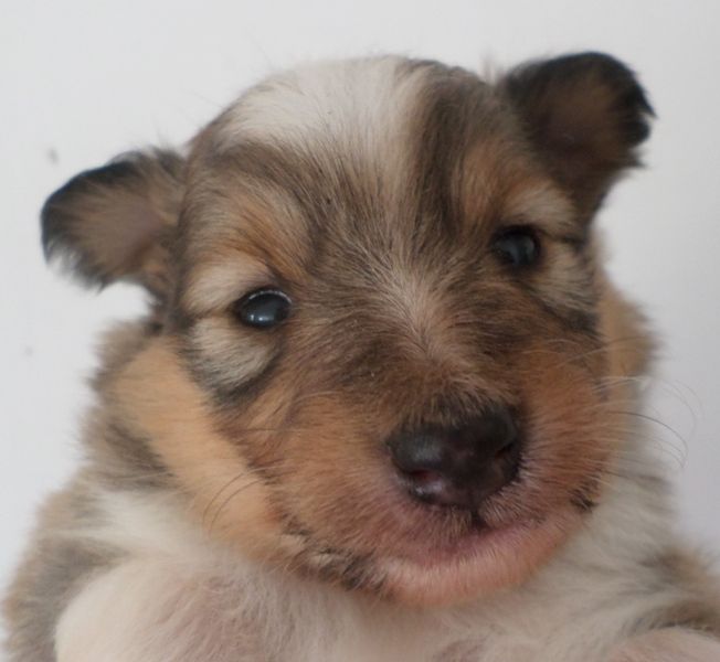 Des bébés fauve magnifiques !